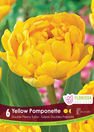 Tulip - Yellow Pomponette, 6 Pack