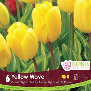 Darwin Hybrid Tulip Yellow Wave 