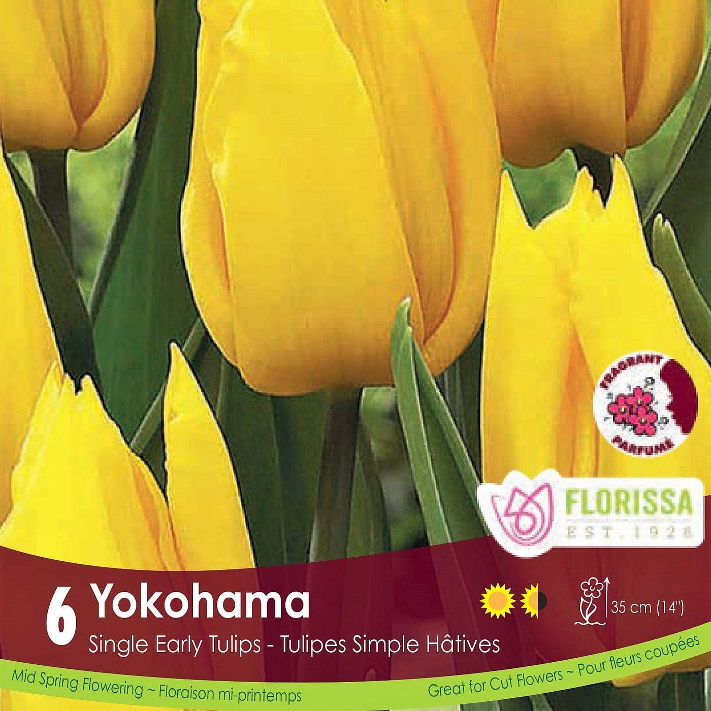 Yellow Single Early Tulip Yokohama 