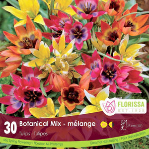 Tulip Bulb Botanical Mix