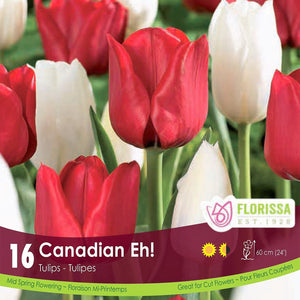 Tulips - Canadian Eh! Colourful Companions, 16 Pack