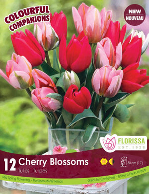 Tulips - Cherry Blossoms, Colourful Companions, 12 Pack