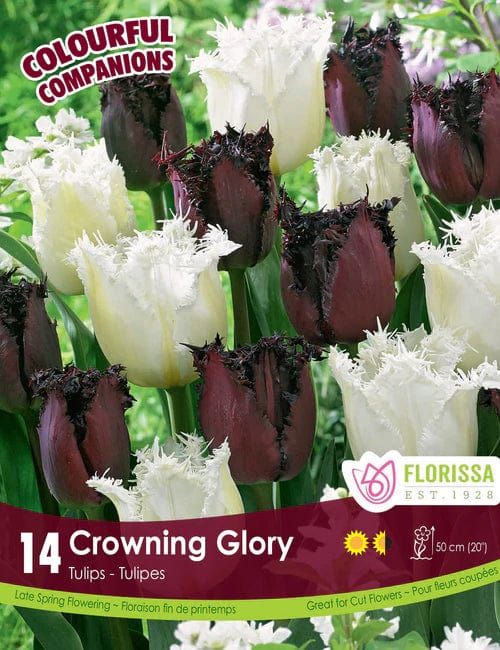 Tulips - Crowning Glory, Colourful Companions, 14 Pack