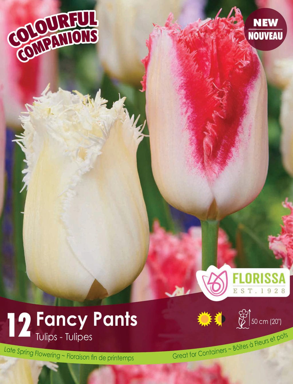 Tulips - Fancy Pants, Colourful Companions, 12 Pack