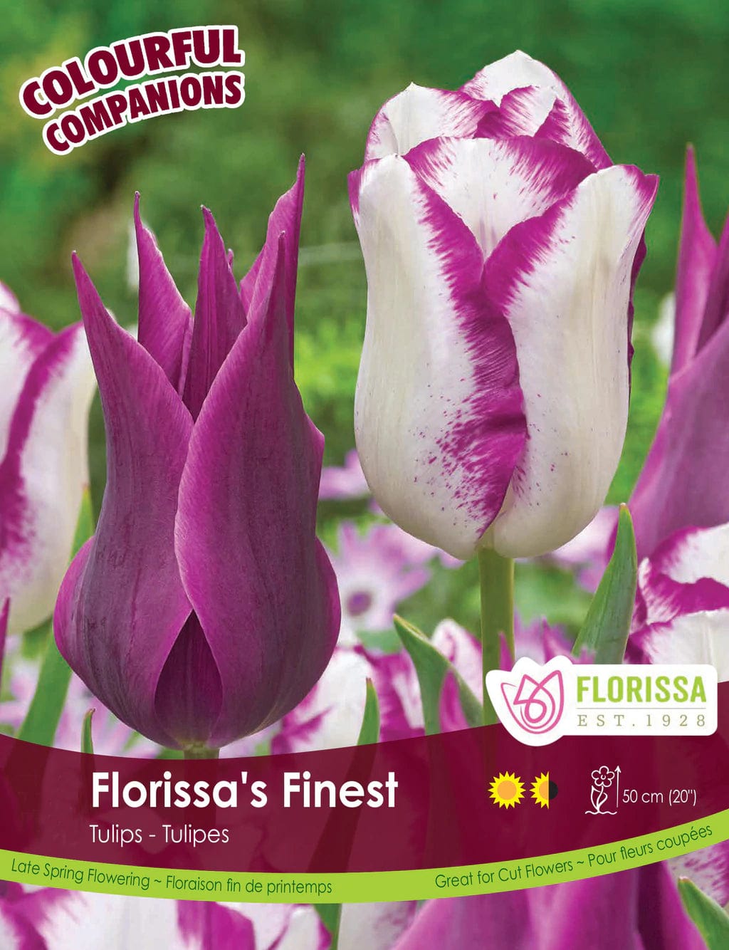 Tulips - Florissa's Finest, Colourful Companions, 14 Pack