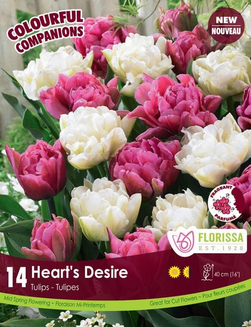 Tulips - Heart's Desire, Colorful Companions - 14 Pack