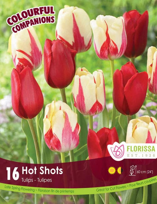 Tulips - Hot Shots, Colourful Companions, 16 Pack