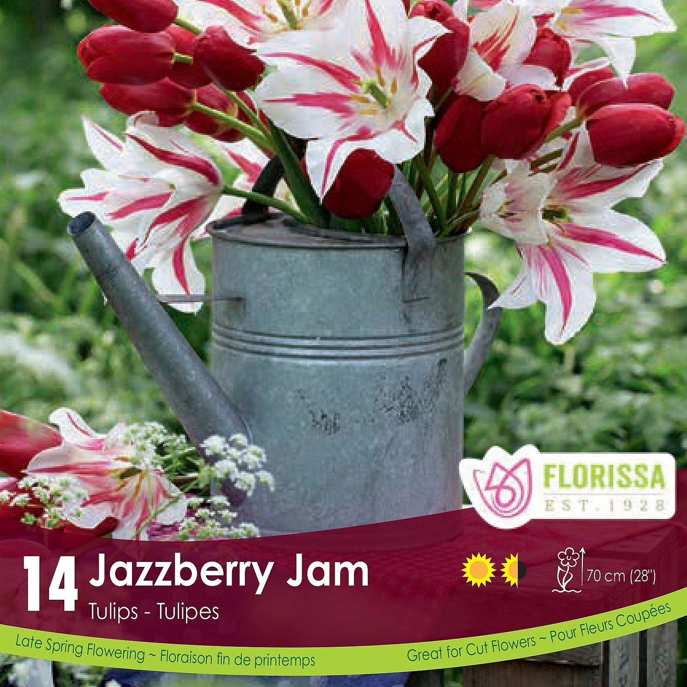 Tulip Bulb Jazzberry Jam