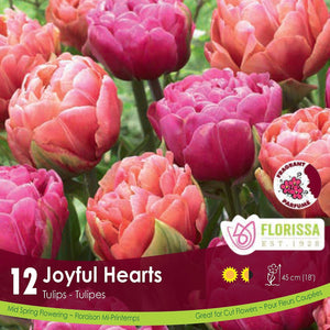 Tulip Bulb Joyful Hearts