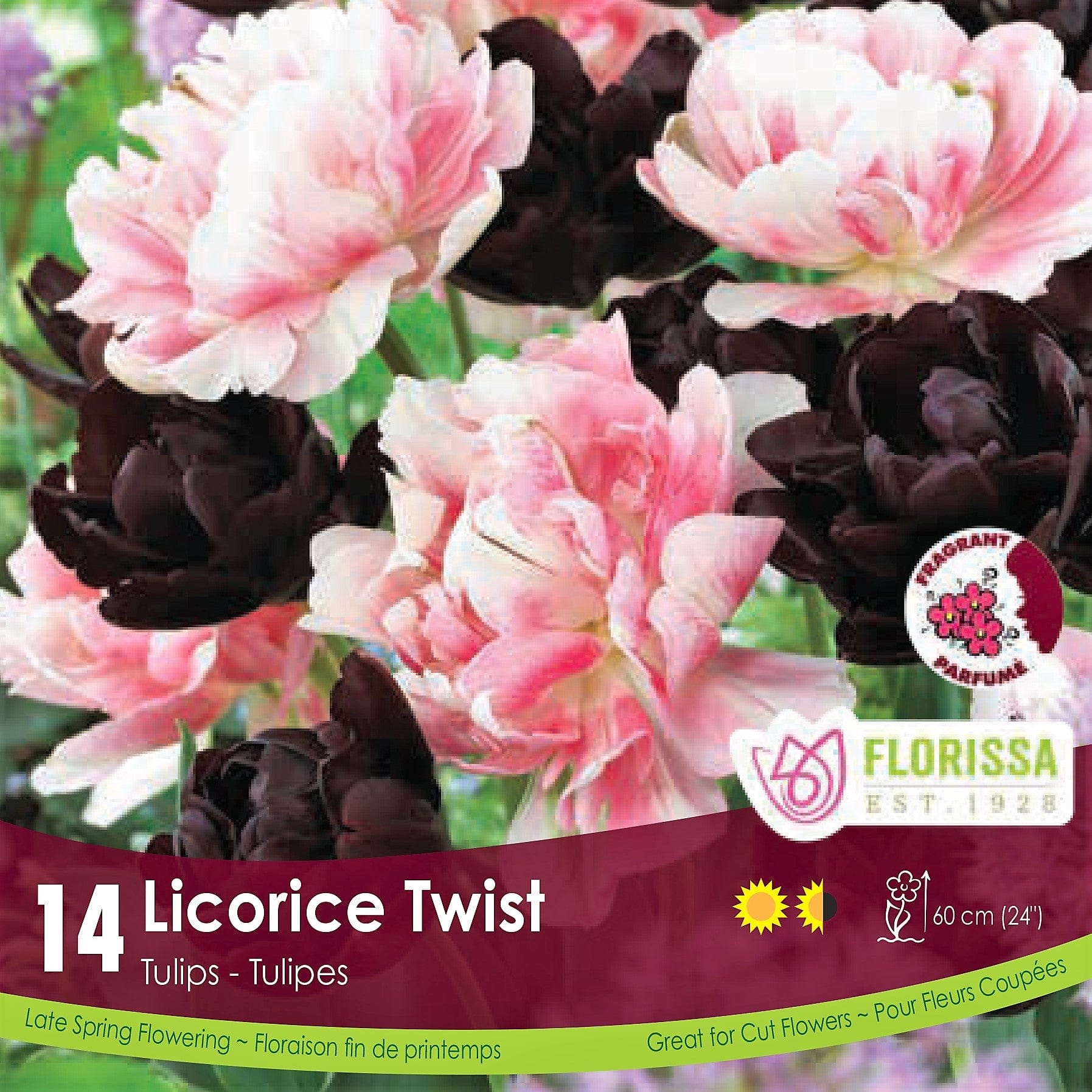 Tulip Bulb Licorice Twist