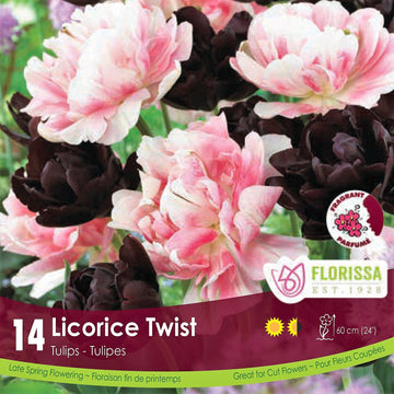 Tulips - Licorice Twist, Colourful Companions, 14 Pack