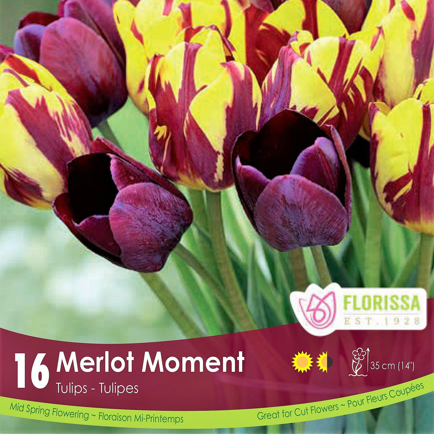 Tulip bulb Merlot Moment