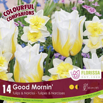 Tulips & Narcissi - Good Mornin' Colourful Companions, 14 Pack