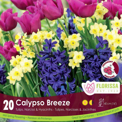 Tulip, Narcissi & Hyacinths Calypso Breeze pink yellow and purple