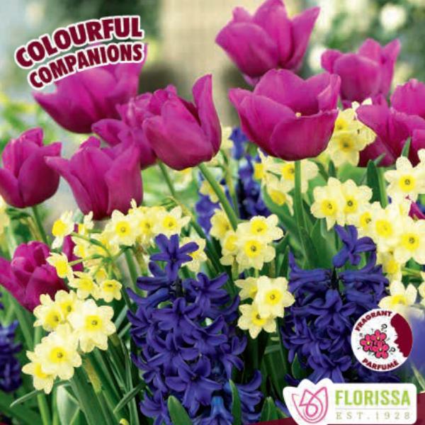 Tulips, Narcissi & Hyacinths - Calypso Breeze, Colouful Companions, 20 Pack