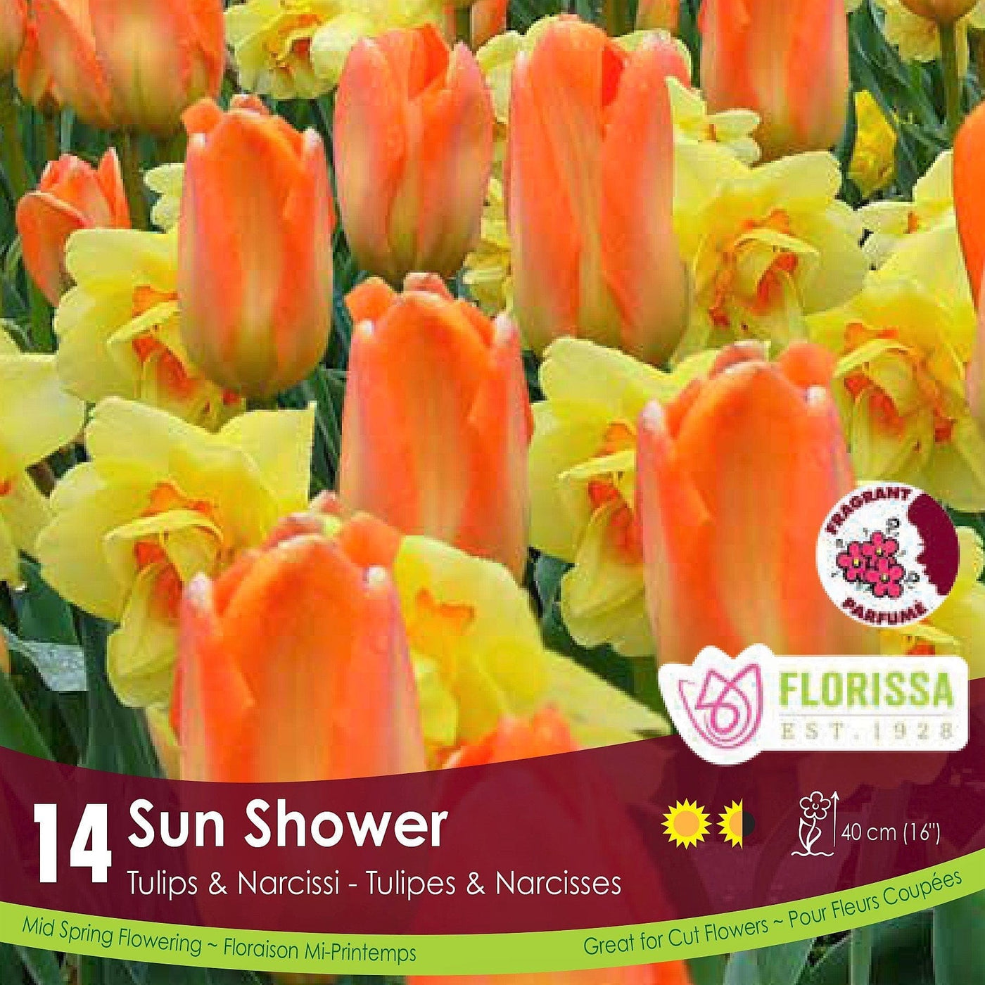 Tulips & Narcissi - Sun Shower, Colourful Companions, 14 pack