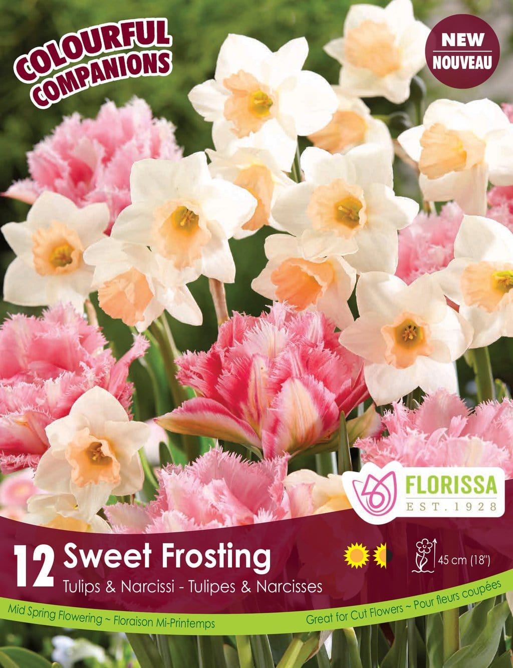 Tulips & Narcissi - Sweet Frosting, Colourful Companions, 12 Pack