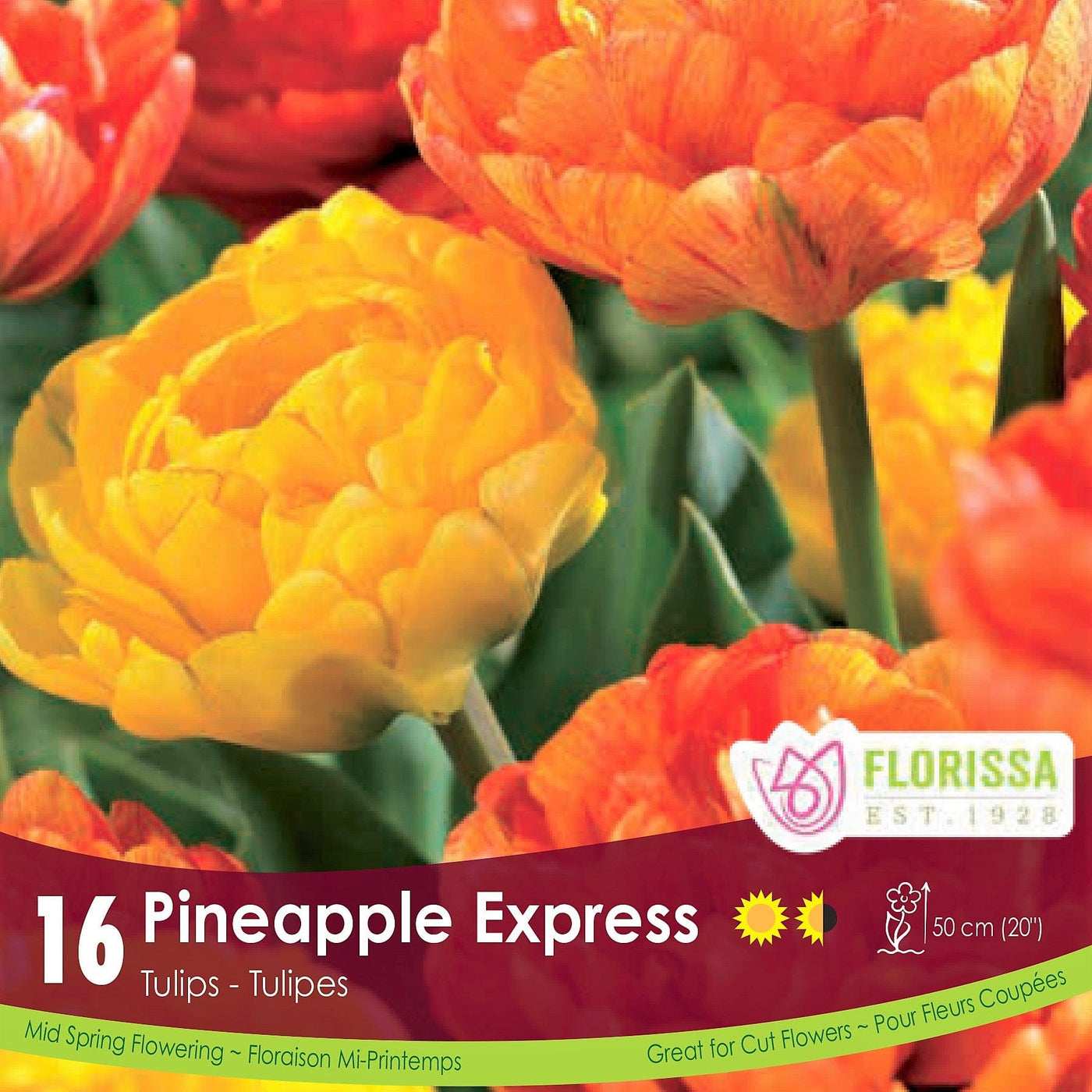 Tulip Bulb Pineapple Express