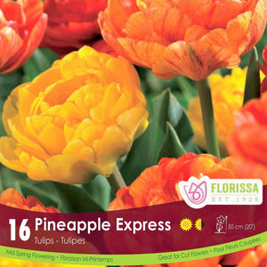 Tulip Bulb Pineapple Express