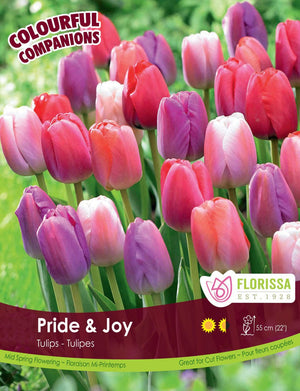 Tulips - Pride & Joy, Colourful Companions, 15 Pack