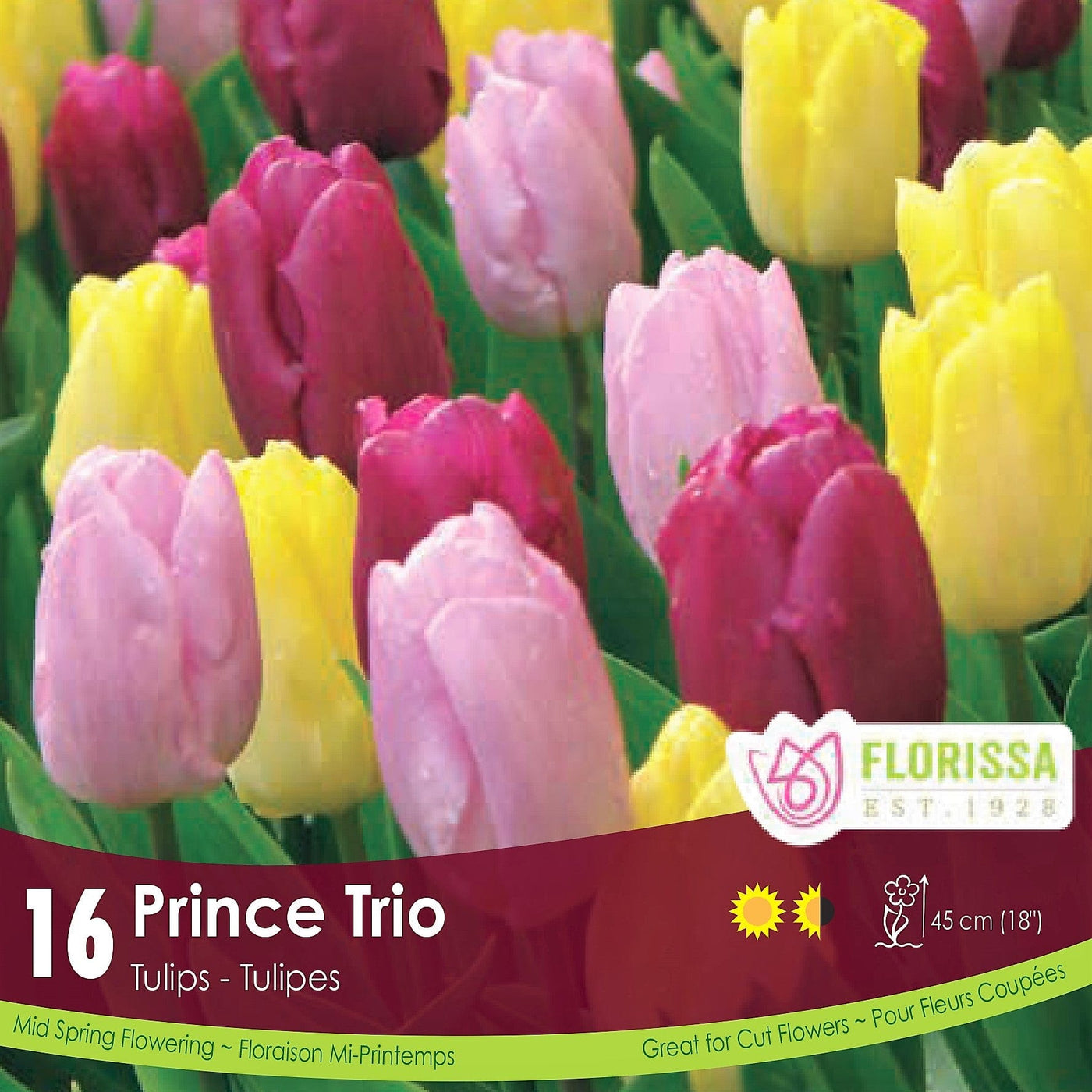 Tulip bulb Prince Trio