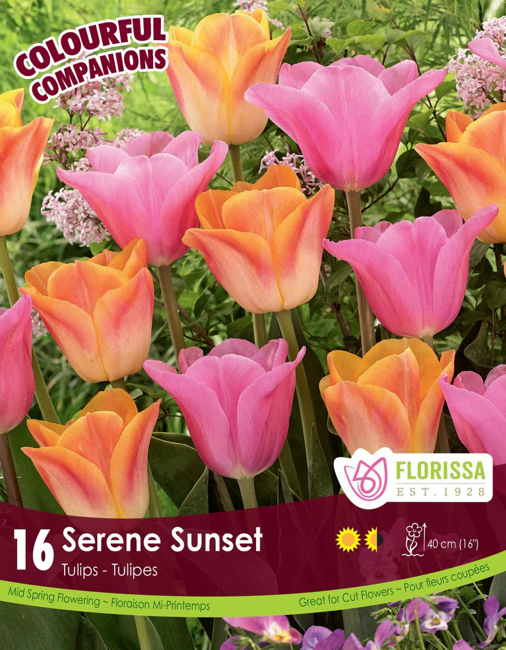 Tulips - Serene Sunset, Colourful Companions, 16 Pack