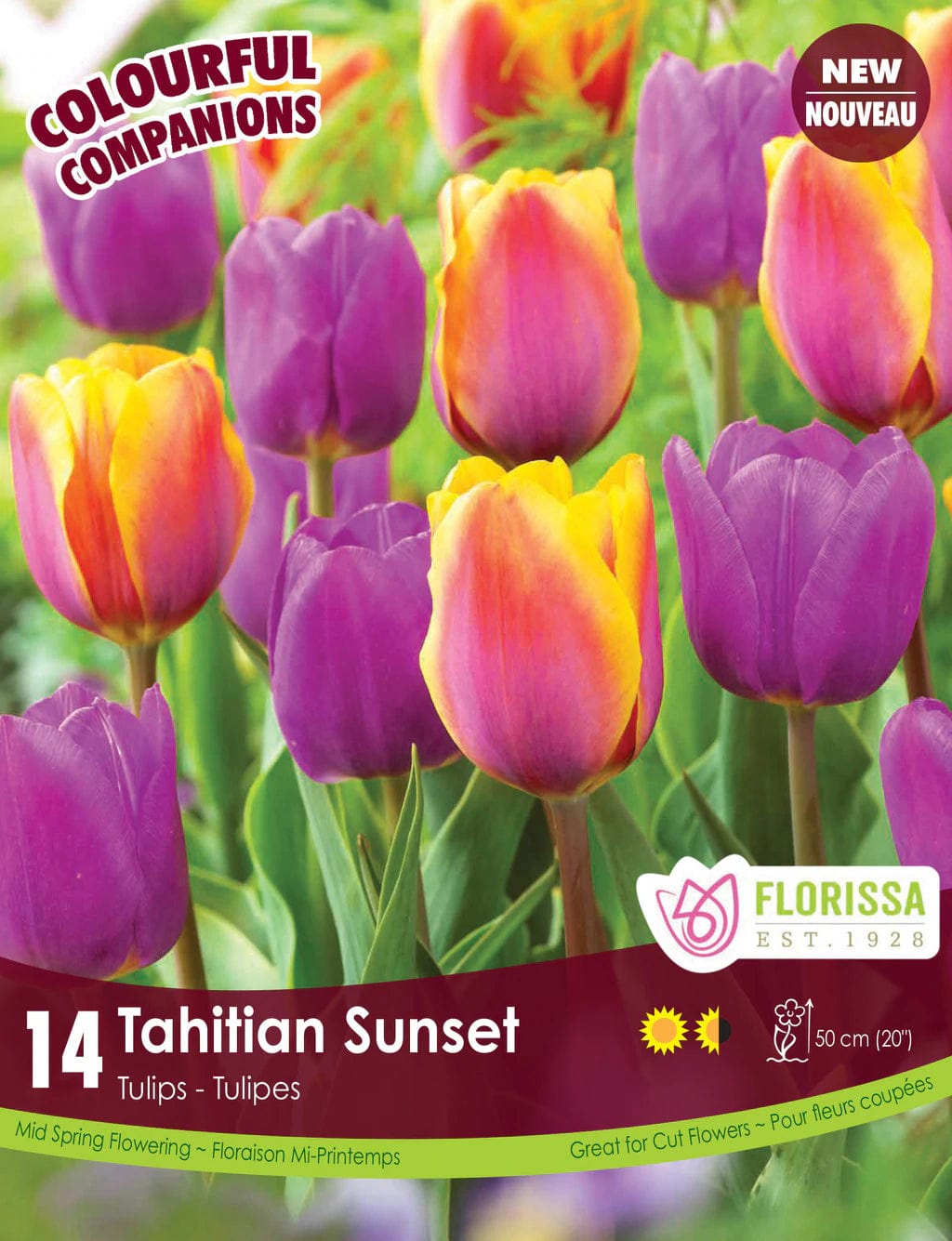 Tulips - Tahitian Sunset, Colourful Companions, 14 Pack