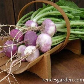 Turnip Purple Top Milan - Renee's Garden Seeds