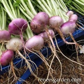 Turnip Purple Top Milan - Renee's Garden Seeds