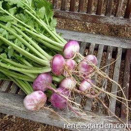 Turnip Purple Top Milan - Renee's Garden Seeds