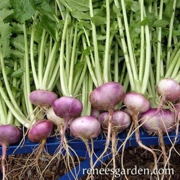 Turnip Purple Top Milan - Renee's Garden Seeds