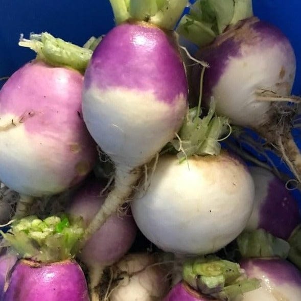 Turnip Purple Top