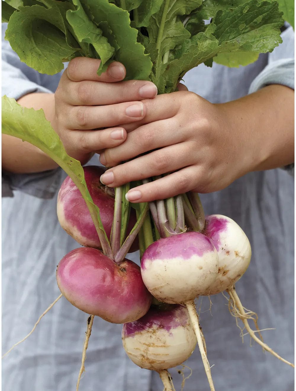 Turnip Purple Top White - Burpee Seeds