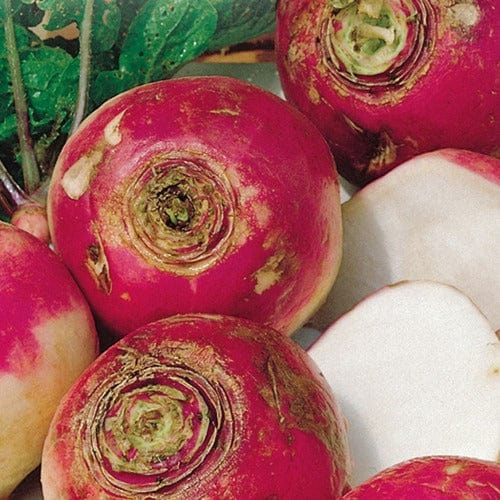 Turnip Purple Top White Globe - McKenzie Seeds 