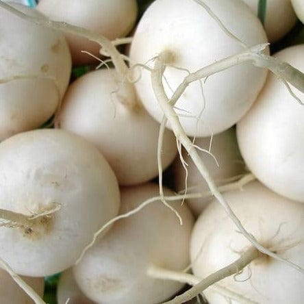 Turnips Tokyo Cross - West Coast Seeds