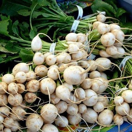 Turnips Tokyo Cross - West Coast Seeds