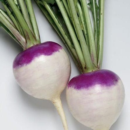 Turnips Purple Prince - West Coast Seeds