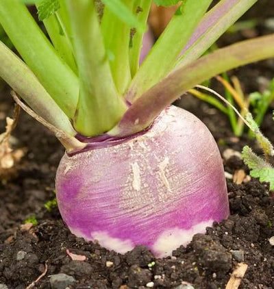 Turnips Purple Top - West Coast Seeds