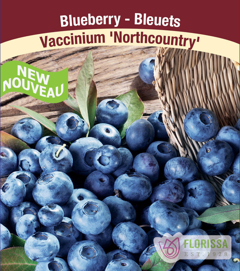 Blueberry - Northcountry