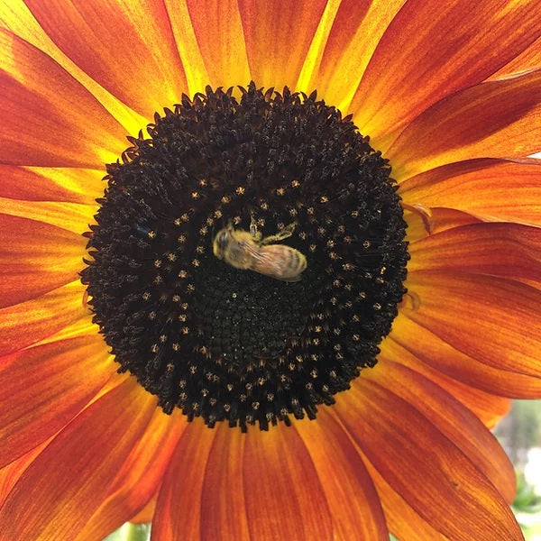 Sunflower Velvet Queen - Saanich Organics
