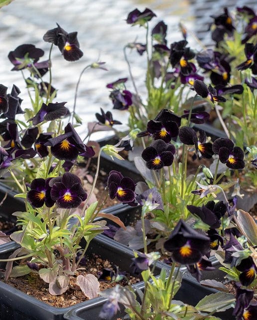 Viola Back to Black - West Coast Seeds West Coast Seeds Ltd