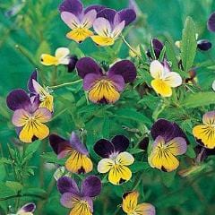 Viola Johnny Jump Up - Burpee Seeds