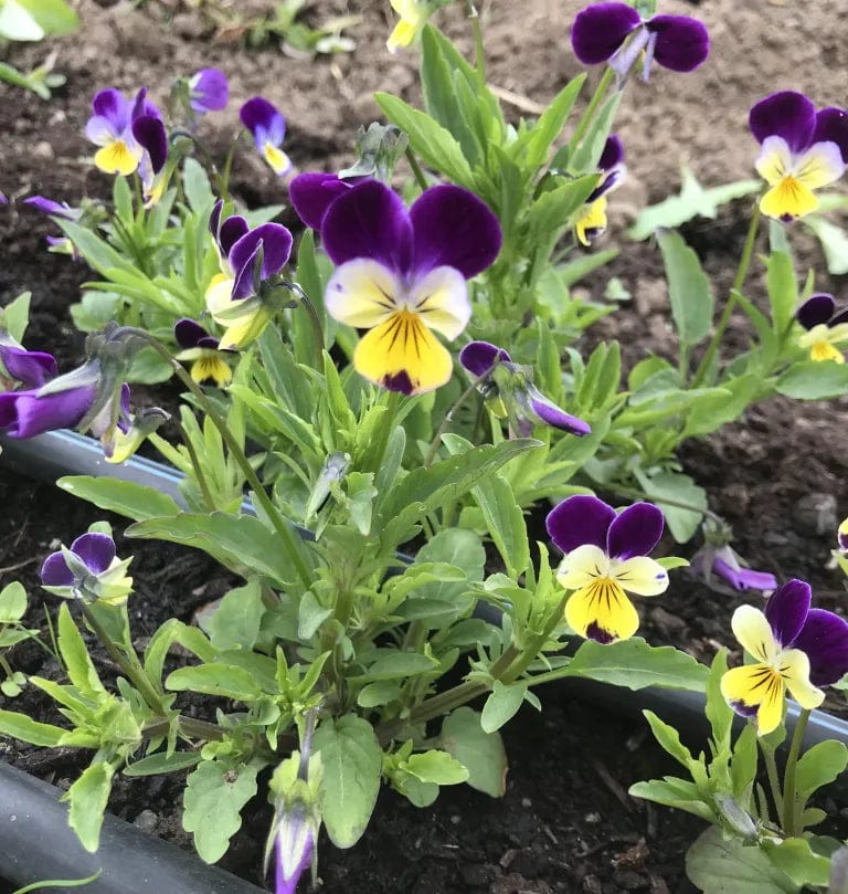 Viola Johnny Jump Up - Saanich Organics Seeds Saanich Organics