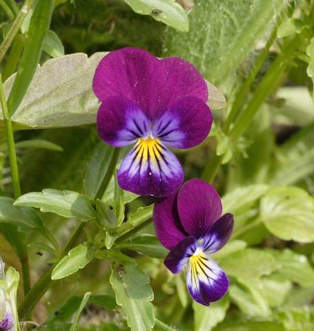 Viola Johnny Jump Up - West Coast Seeds