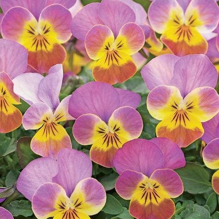 Viola Rose Antique - West Coast Seeds