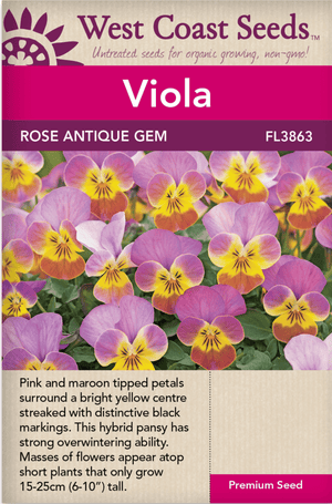 Viola Rose Antique Gem - West Coast Seeds West Coast Seeds Ltd