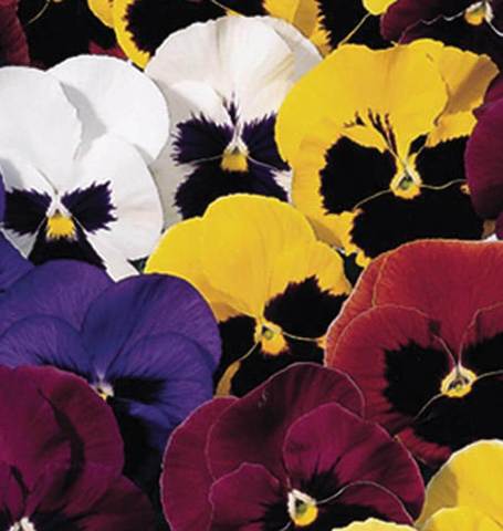 Viola Swiss Giants Pansies - West Coast Seeds West Coast Seeds Ltd