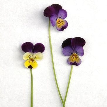 Violas Johnny Jump Ups - Renee's Garden Seeds