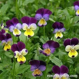 Violas Johnny Jump Ups - Renee's Garden Seeds