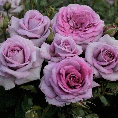 Violet's Pride | Floribunda | Weeks Rose – Wildwood Outdoor Living